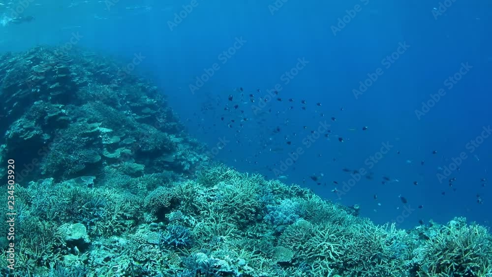 珊瑚と熱帯魚