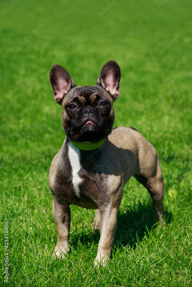 Dog breed French Bulldog