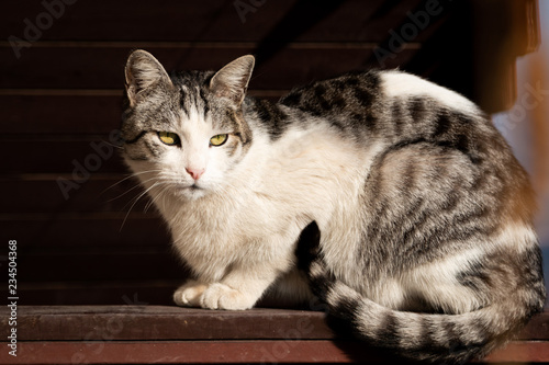 Beautiful big cat sitting sideways on fence under sunlight, wide open eyes, staring