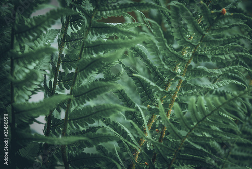 fern branches - natural concept