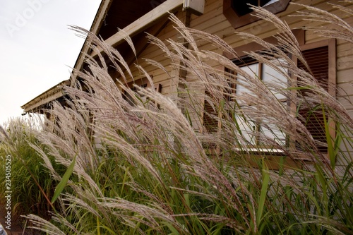Field grass against the window of a lonely vintage wooden house in the afternoon.