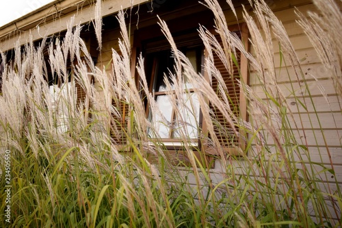 Field grass against the window of a lonely vintage wooden house in the afternoon.