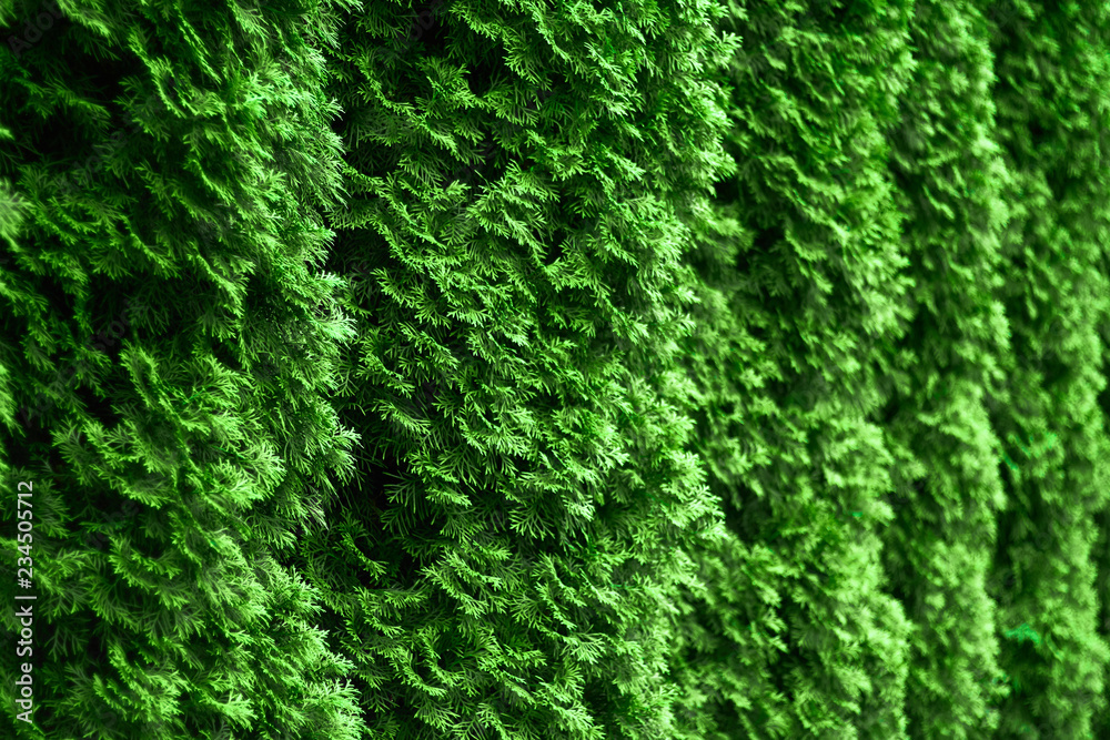 Western thuja emerald green hedge background texture, evergreen trees ...