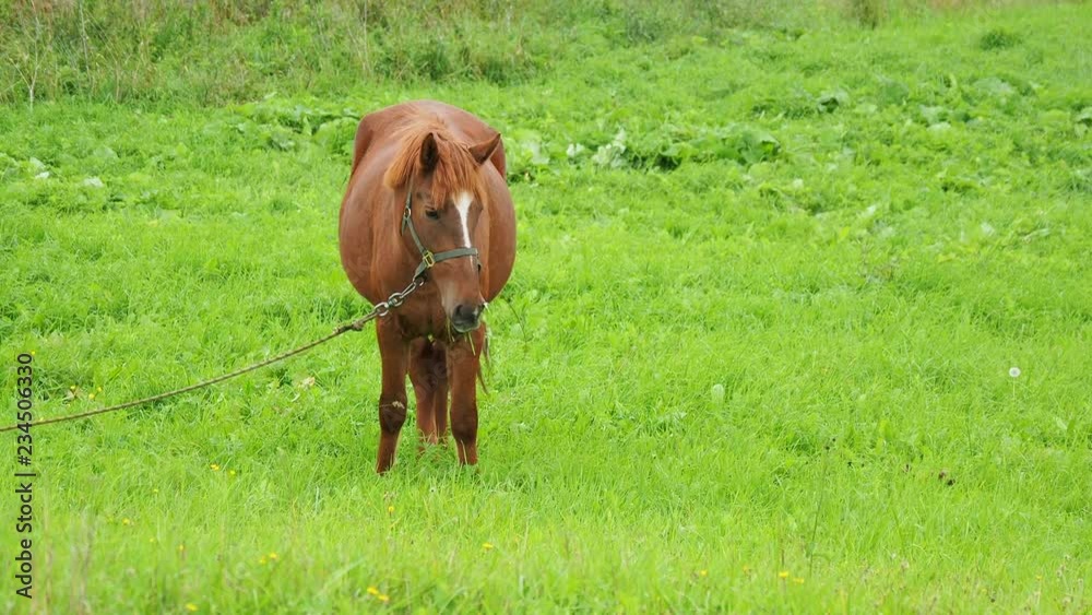 Bay horse grazes on a green meadow and eats fresh grass. Kenozerskiy national park, Russia. Bay horse grazes on a green meadow and eats fresh grass. Kenozerskiy national park, Russia.