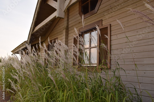 Field grass against the window of a lonely vintage wooden house in the afternoon.