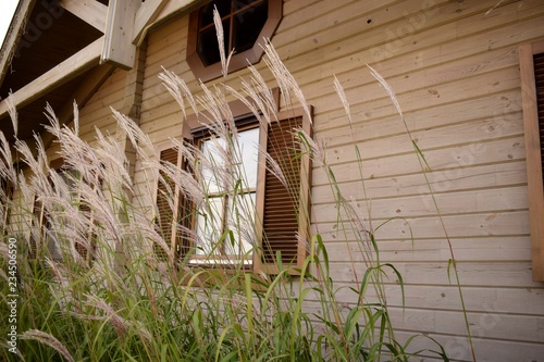 Field grass against the window of a lonely vintage wooden house in the afternoon.