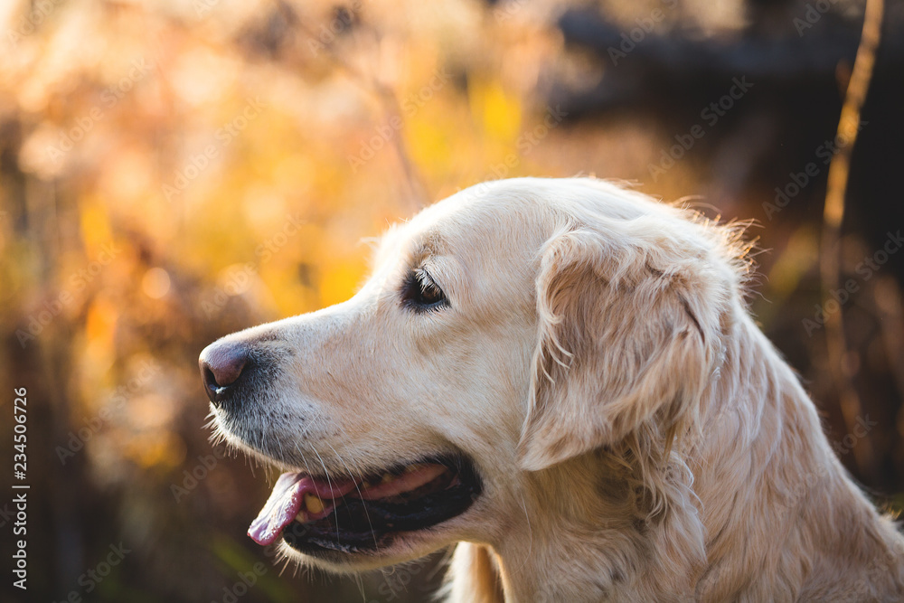 Close-up portrait of gorgeous dog breed golden retriever sitting in the autumn forest at sunset Close-up portrait of gorgeous dog breed golden retriever sitting in the autumn forest at sunset