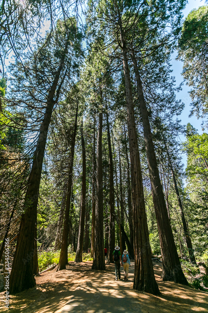 Obraz premium Sequoia Park California