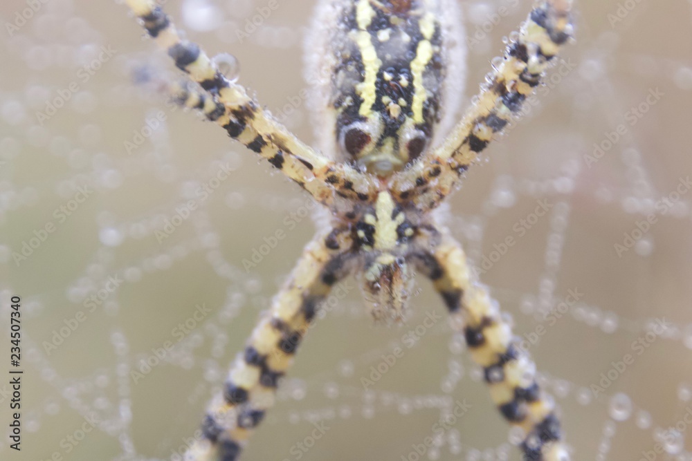 Banded Garden Spider. Web. Shiloh Ranch Regional Park in southeast Windsor includes oak woodlands, forests of mixed evergreens, ridges with sweeping views of the Santa Rosa Plain, canyons.