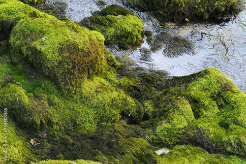 mossy rocks in the forest