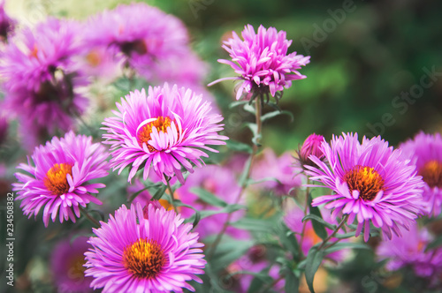 Autumn Flower - Chrysanthemum  CHRYSANTHEMUM . Close-up  selective focus.