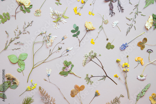 Various dried flowers and leaves on pastel background. Flat lay. photo