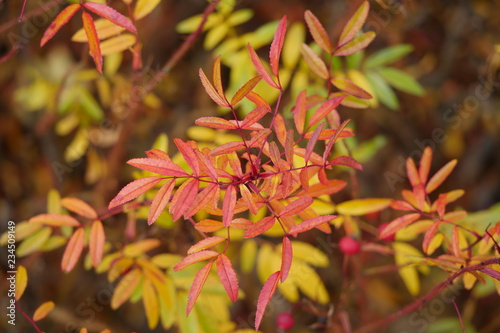 red autumn leaves