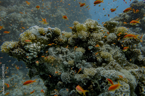 Korallenriff © SteveMC