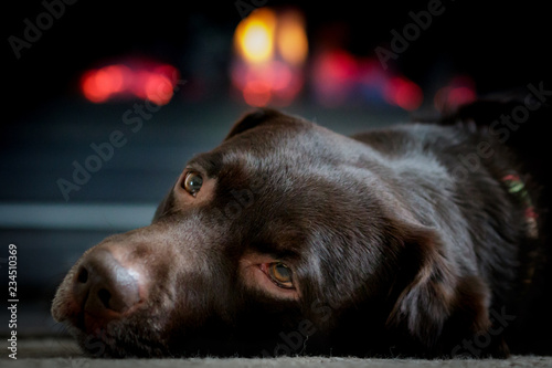 Adult Chocolate Labrador Retriever laying indoors in front of a fire place