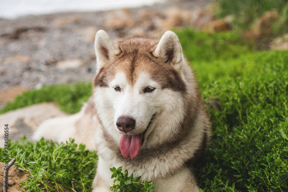 Close-up Portrait of gorgeous Beige and white Siberian Husky dog lying in the sea grass on the beach Close-up Portrait of gorgeous Beige and white Siberian Husky dog lying in the sea grass on the beach