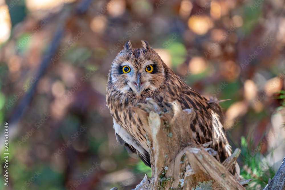 Fototapeta premium Short Eared Owl on a Branch