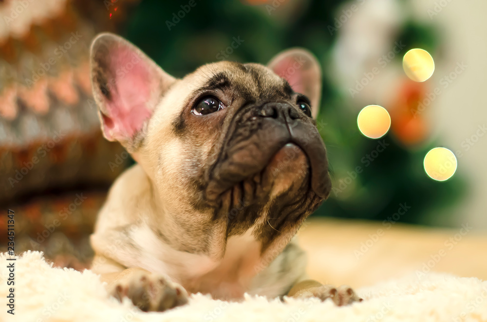 Cute bulldog puppy resting on a pillow. New Year. Christmas