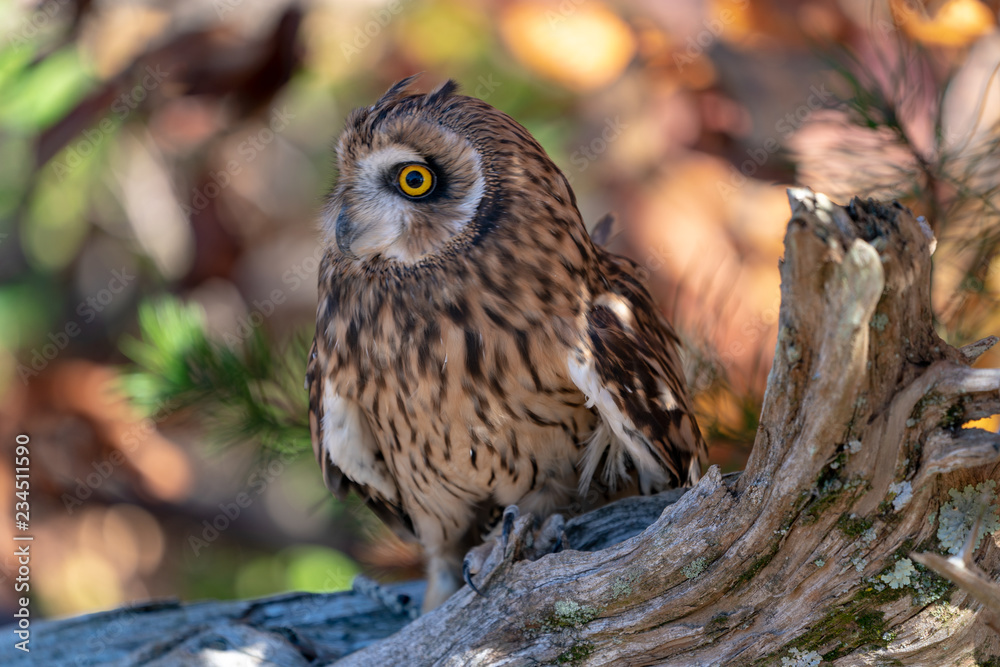 Short Eared Owl on a Branch Short Eared Owl on a Branch