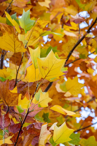 yellow colors of autumn