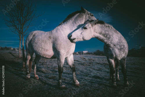 Two horse portrait close up in love. Horse connection