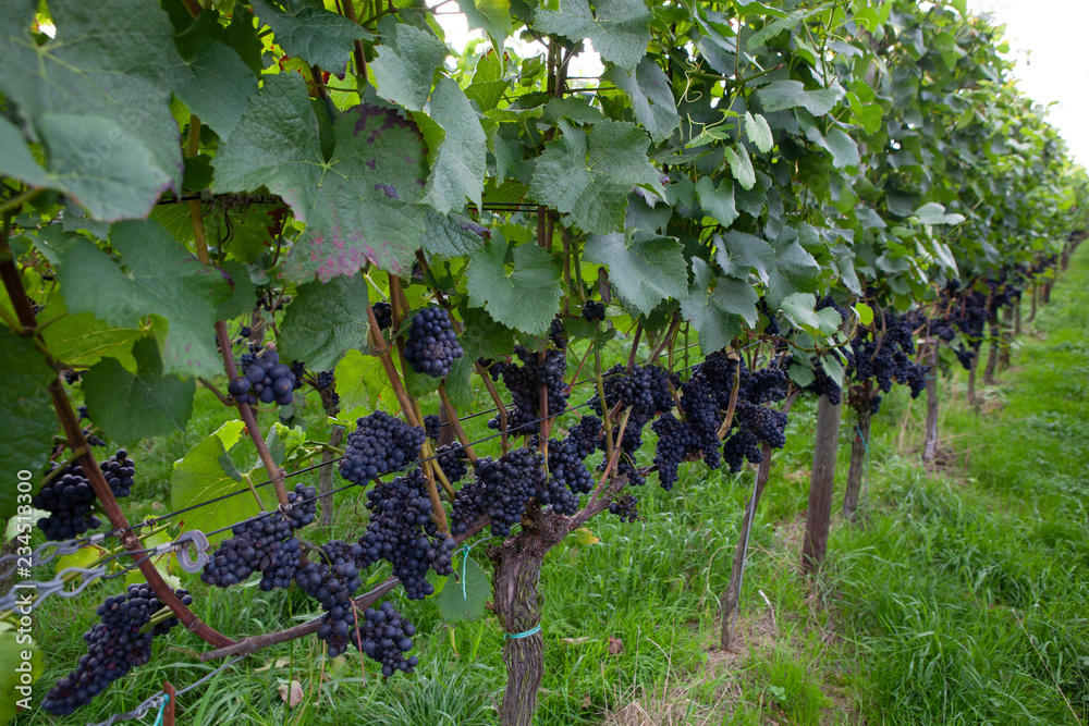 Red wine grapes