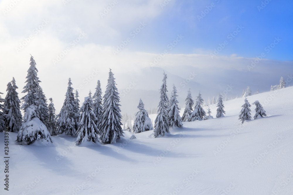 Spectacular panorama is opened on mountains, trees covered with white snow, lawn and blue sky with clouds. The game of light and shadow beautifully plays with volumes. Sunny winter day.