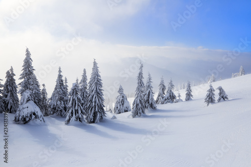 Spectacular panorama is opened on mountains  trees covered with white snow  lawn and blue sky with clouds. The game of light and shadow beautifully plays with volumes. Sunny winter day.