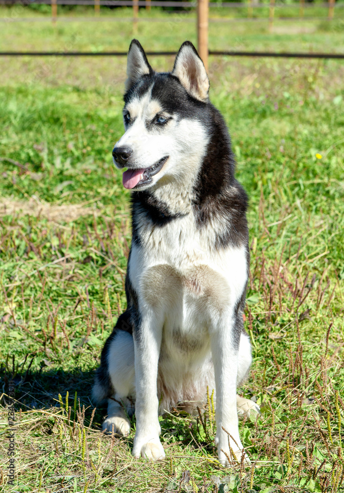 Siberian husky dog with blue eyes sitting in the grass Siberian husky dog with blue eyes sitting in the grass