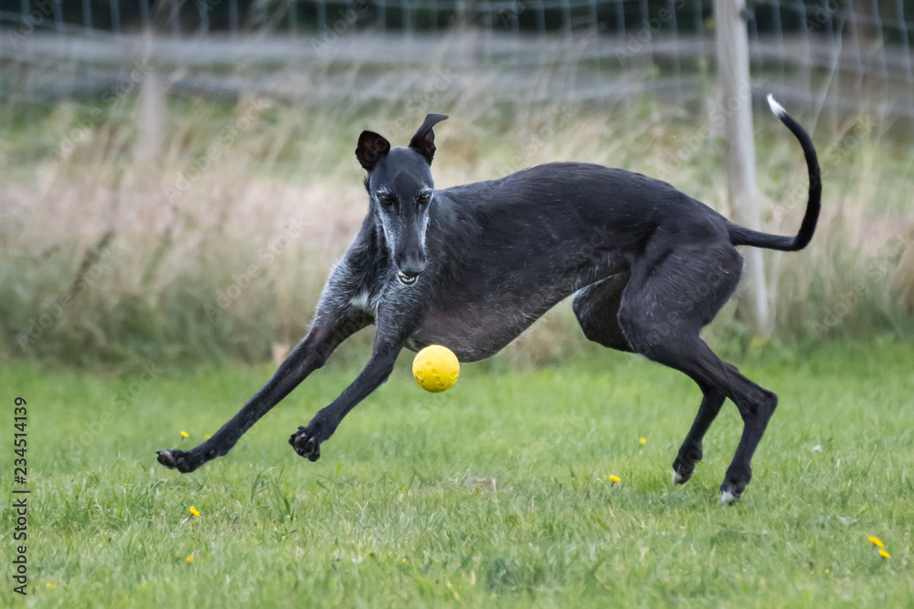 schwarzer Galgo Espanol spielt mit einem gelben Ball schwarzer Galgo Espanol spielt mit einem gelben Ball