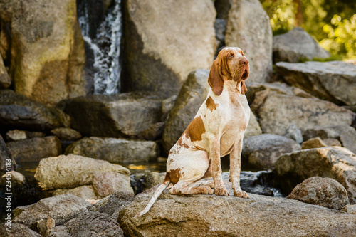 Beautiful Bracco Italiano pointer male sitting on rock near watefall