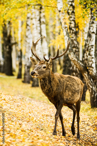 Adult deer standing in autumn forest