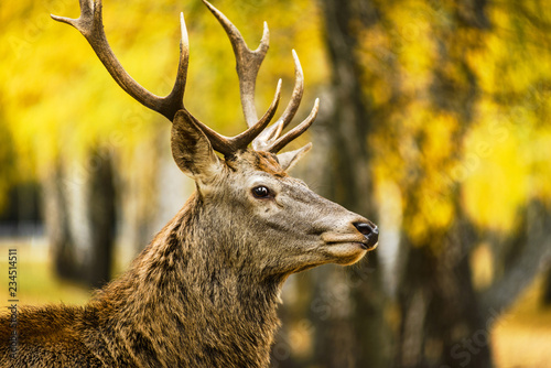 Portrait of deer in autumn forest