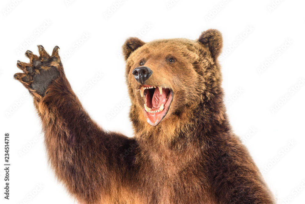 Obraz premium portret warczącego niedźwiedzia