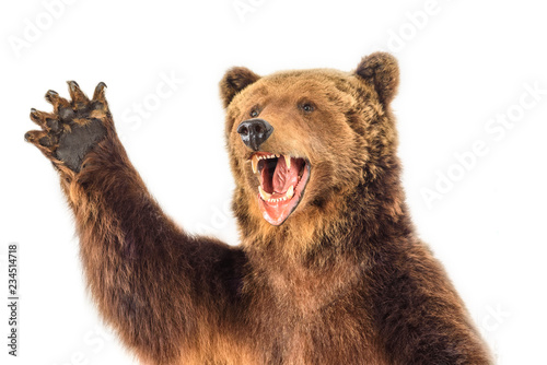 portrait of a snarling bear