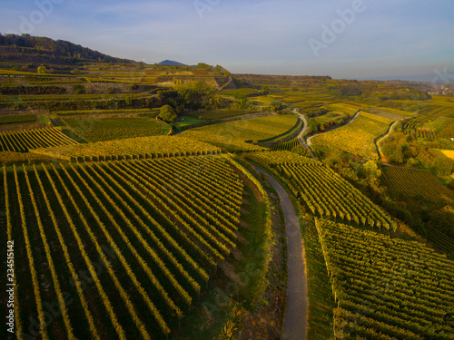 Weinberge Reben Baden Kaiserstuhl von oben Drohne