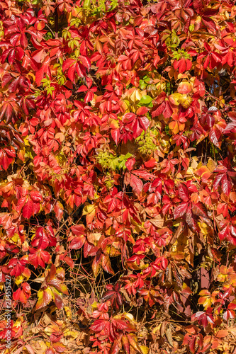 Autumn multicolor wild grape pattern background © Yury Kisialiou