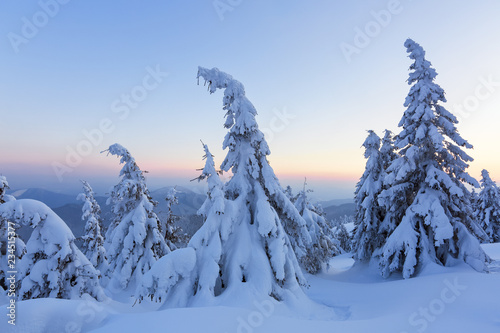 Marvelous winter sunrise high in the mountains in beautiful forests and fields. Tourist scenery. Fabulous winter background for a leaflet. Location Carpathians, Ukraine, Europe.