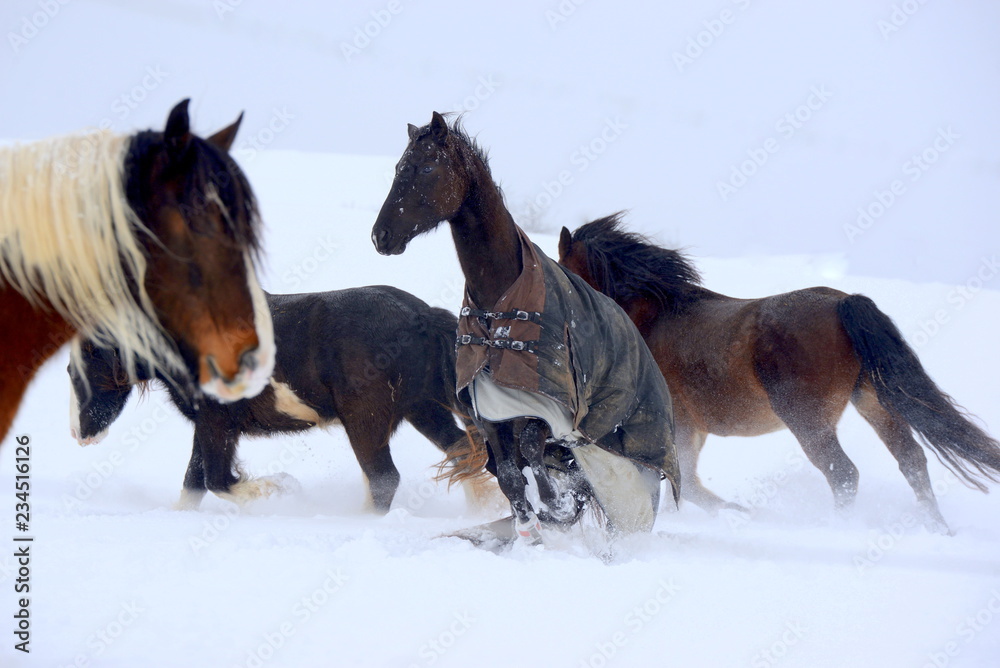 Gut verpackt. Gruppe von Pferden auf der verschneiten Weide in Bewegung, eines trägt eine Decke