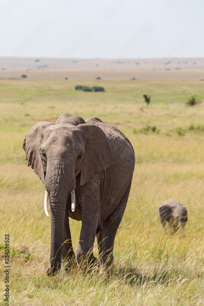 Elephant with calf walking on the savannah Elephant with calf walking on the savannah