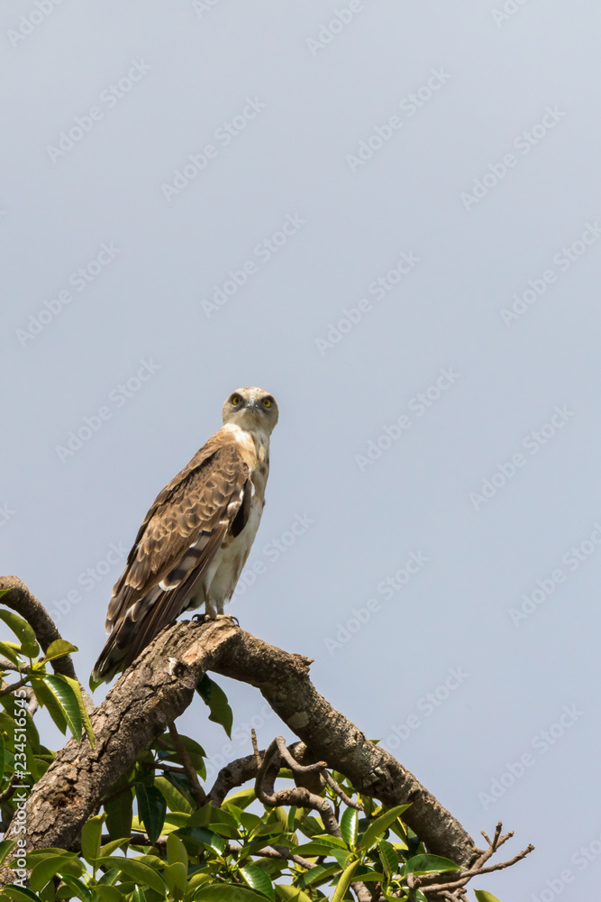 Short-toed snake eagle in a tree Short-toed snake eagle in a tree