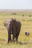 Elephant with calf walking on the savannah
