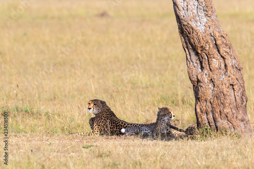 Cheetah with cubs lying down in the shade and watching