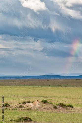Lion on the savannah with storm clouds and a rainbow
