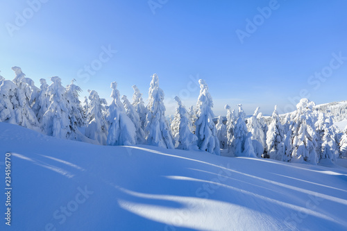 Cold winter sunny day. Mysterious, secret, fantastic, world of mountains. On the lawn covered with snow the nice trees are standing poured with snowflakes in frosty morning. © Vitalii_Mamchuk