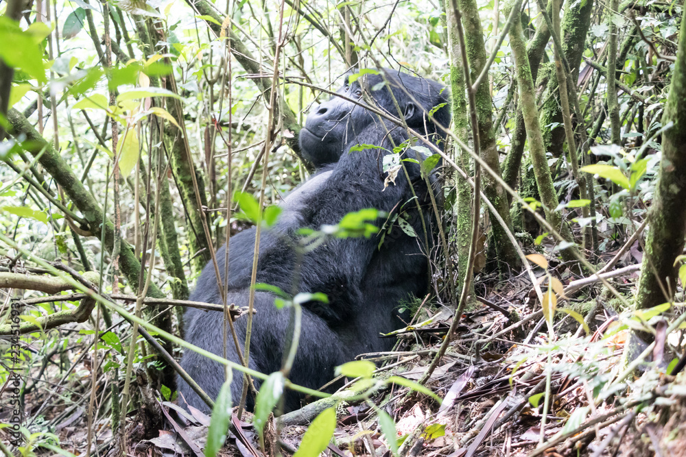 Obraz premium Mountain gorilla