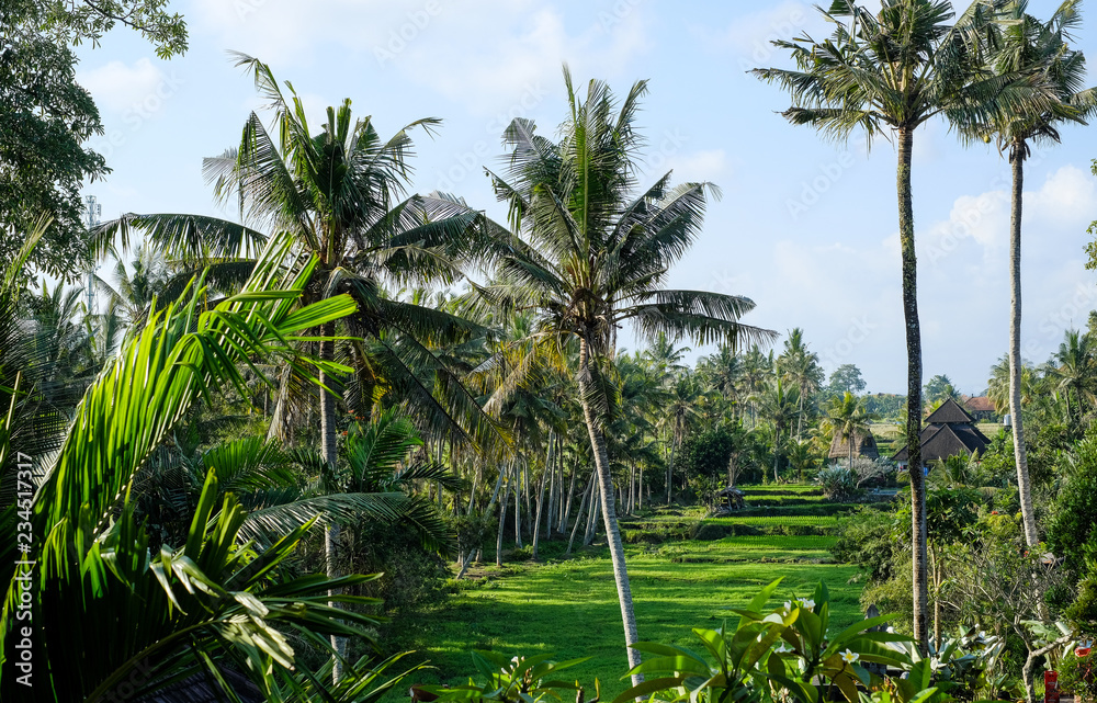 Naklejka premium Jungle in Bali, Ubud