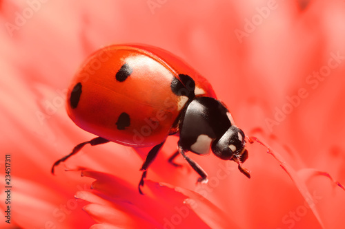 Ladybug runs on a beautiful flower in the fall. 