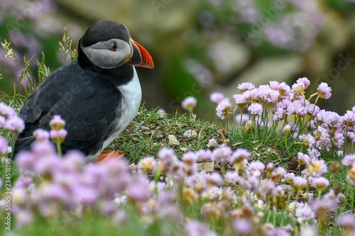 Puffin, the bird with the colored beak