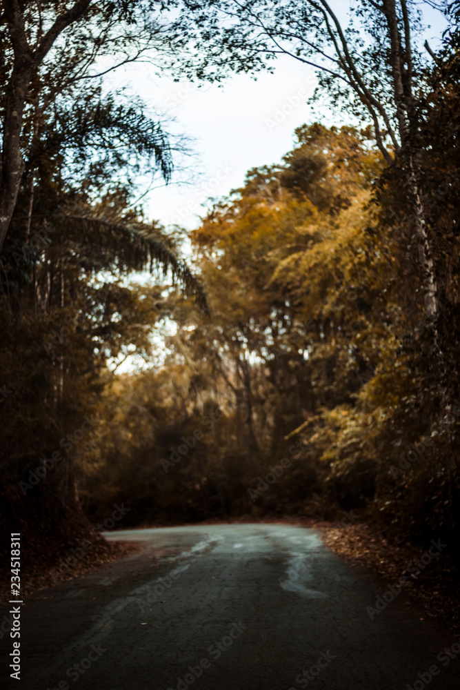 Obraz premium road in the forest